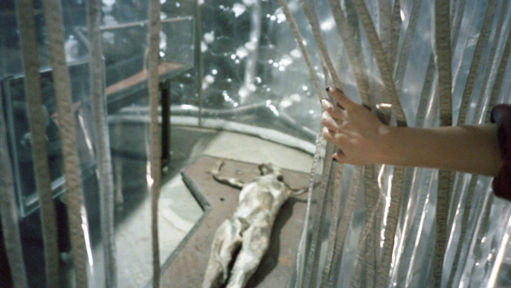 Mino, imitation of life, 2017 framed 60 x 60 cm digital print, 1 / 3 + 1 AP