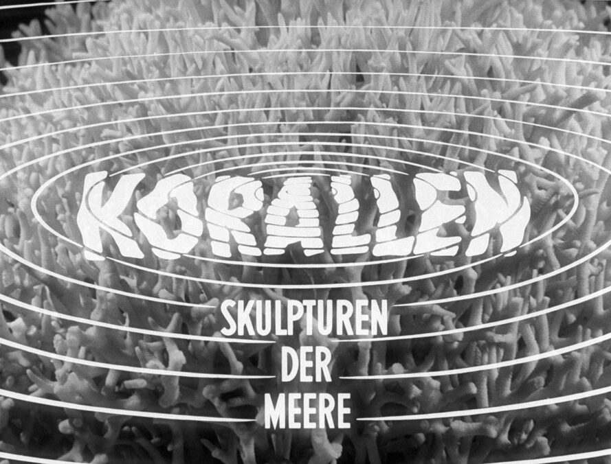 Alfred Ehrhardt Film still from the film Korallen – Skulpturen der Meere, 1964 © Alfred Ehrhardt Stiftung [Source credit: German Federal Archives (Bundesarchiv), Korallen – Skulpturen der Meere, Film 8887]