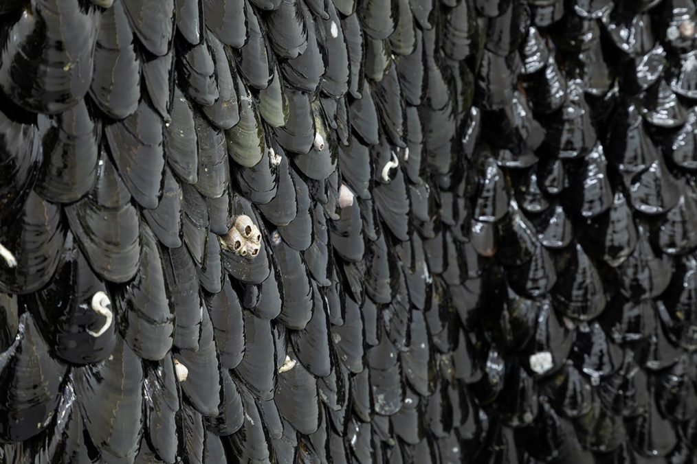 André Romão, Sonnambula, 2021, acrylic, Atlantic and Mediterranean mussels, steel, epoxy resin, cm 120 x 110 x 50, ph. Danilo Donzelli (detail)
