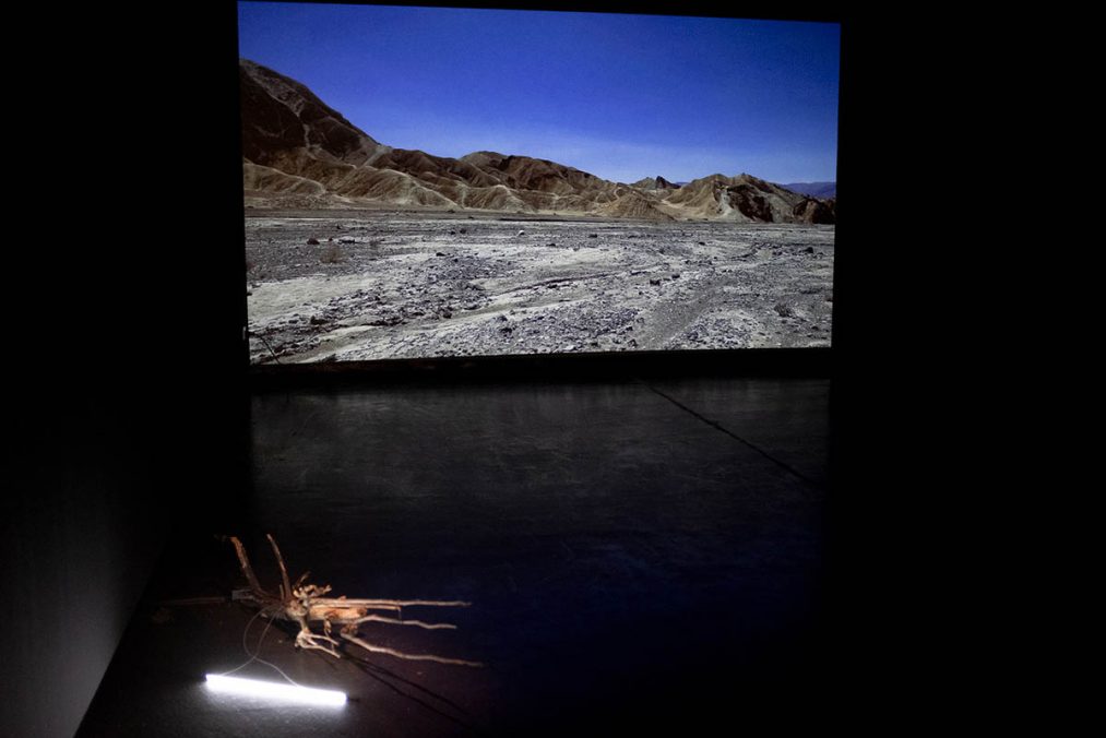 We/re Nature, Installation view. Courtesy of the artist
