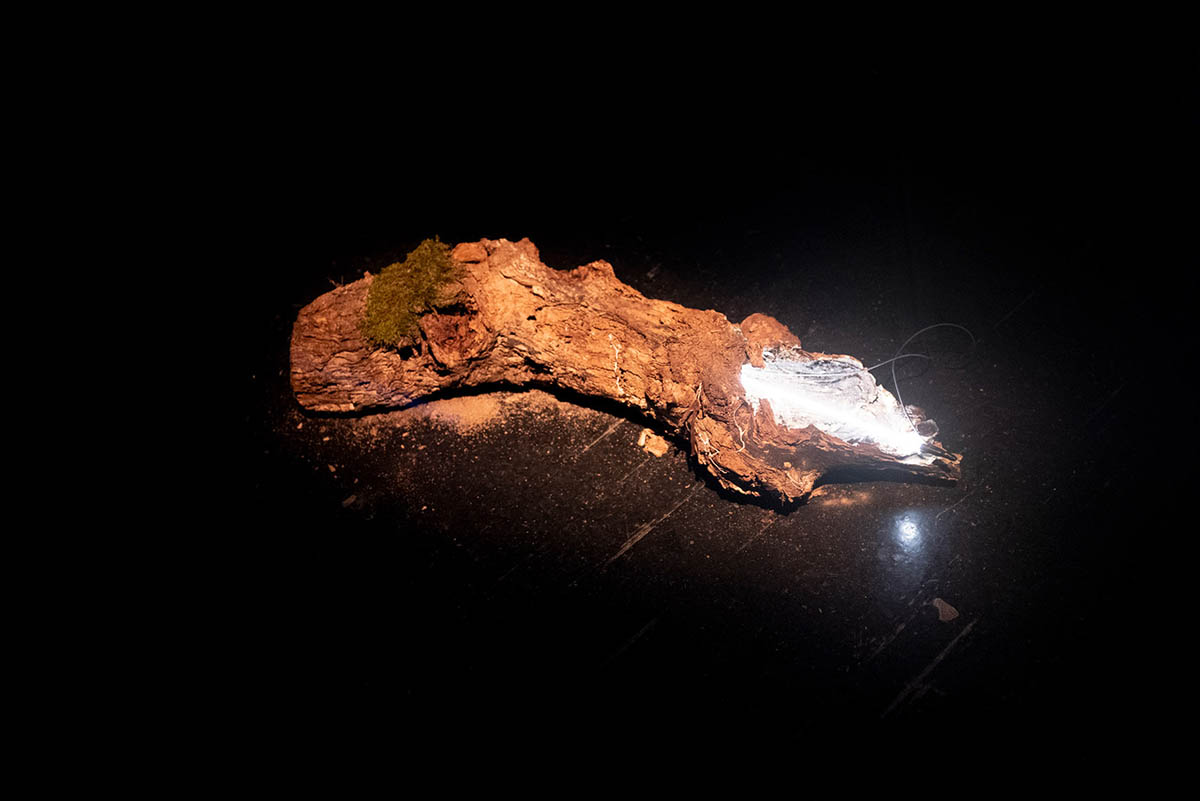 We/re Nature, Installation view. Courtesy of the artist