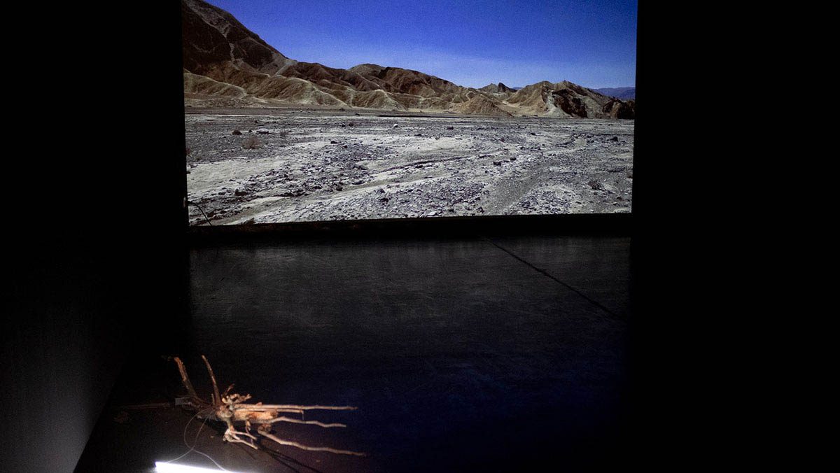 B. Ventzislavova. We/re nature We/re Nature, Installation view. Courtesy of the artist
