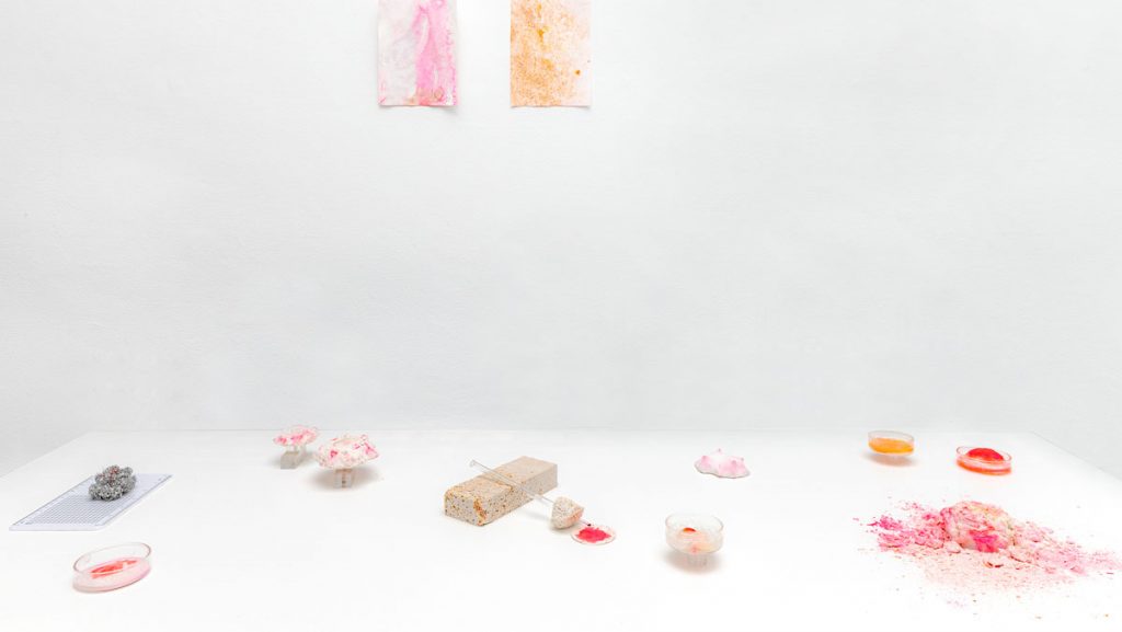 Caterina Morigi, Ecophilia, Exhibition view 2021 | Credits: Ph.Mariano Dallago, Courtesy: Museo Nazionale della Montagna, Torino