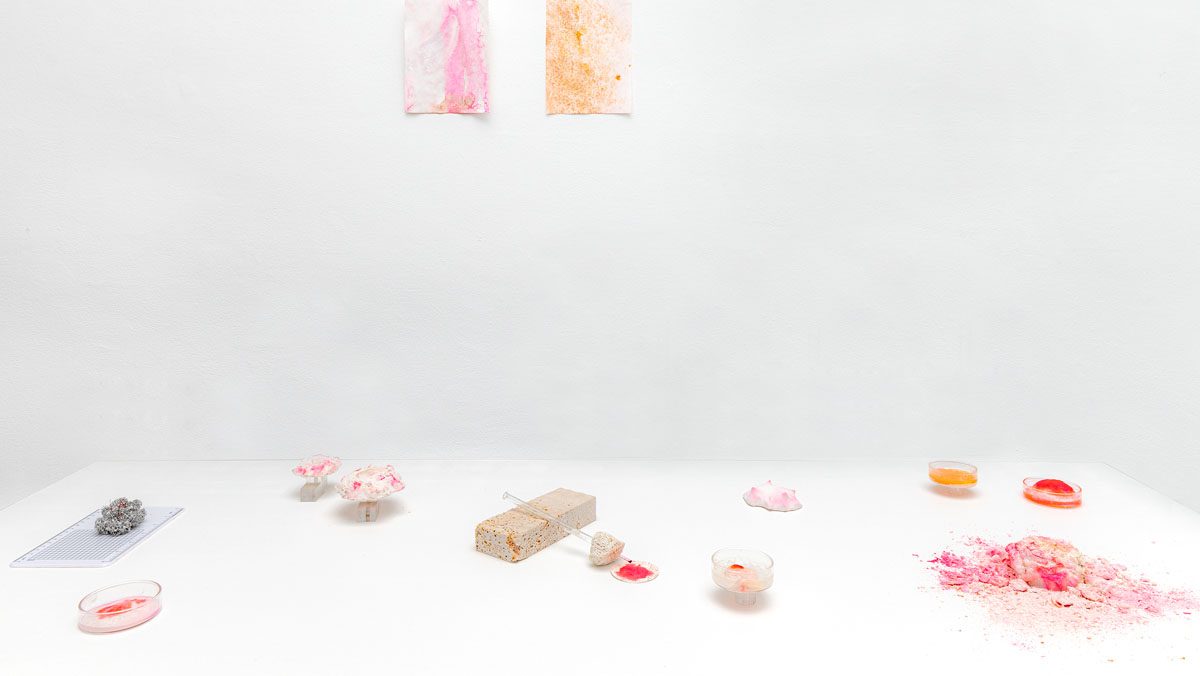 Caterina Morigi, Ecophilia, Exhibition view 2021 | Credits: Ph.Mariano Dallago, Courtesy: Museo Nazionale della Montagna, Torino