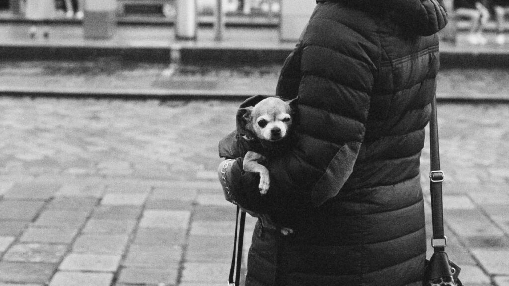 People of Linz, seen through the lens