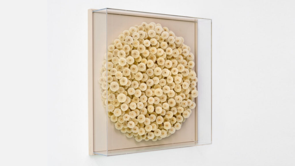 „Wishfull Thinking“ 2026 Pusteblumen, Holz, Acrylglashaube, 82 × 82 cm