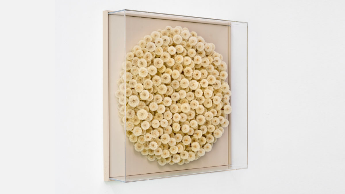 „Wishfull Thinking“ 2026 Pusteblumen, Holz, Acrylglashaube, 82 × 82 cm