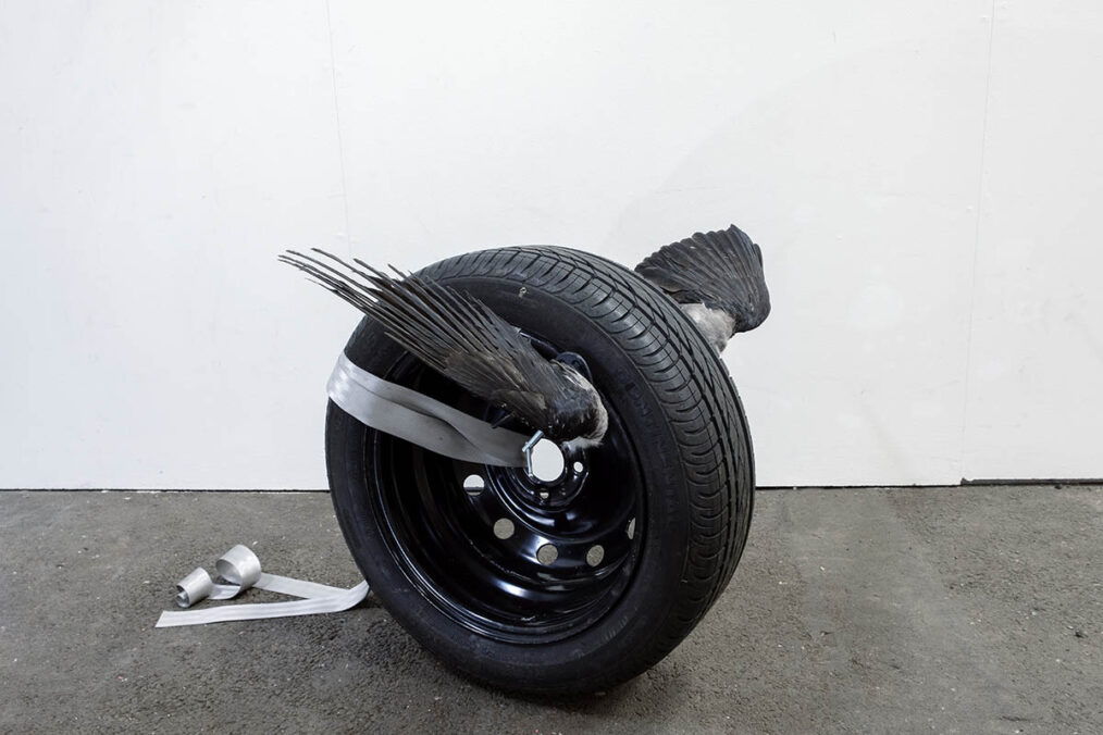 Auto wing IX (2023) Taxidermy crow wings, spare car tire, seat belt, servo motors, metal clamps