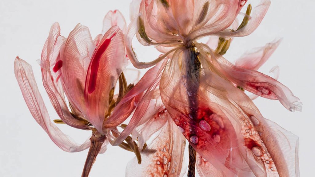 Kathrin Linkersdorff: Fairies