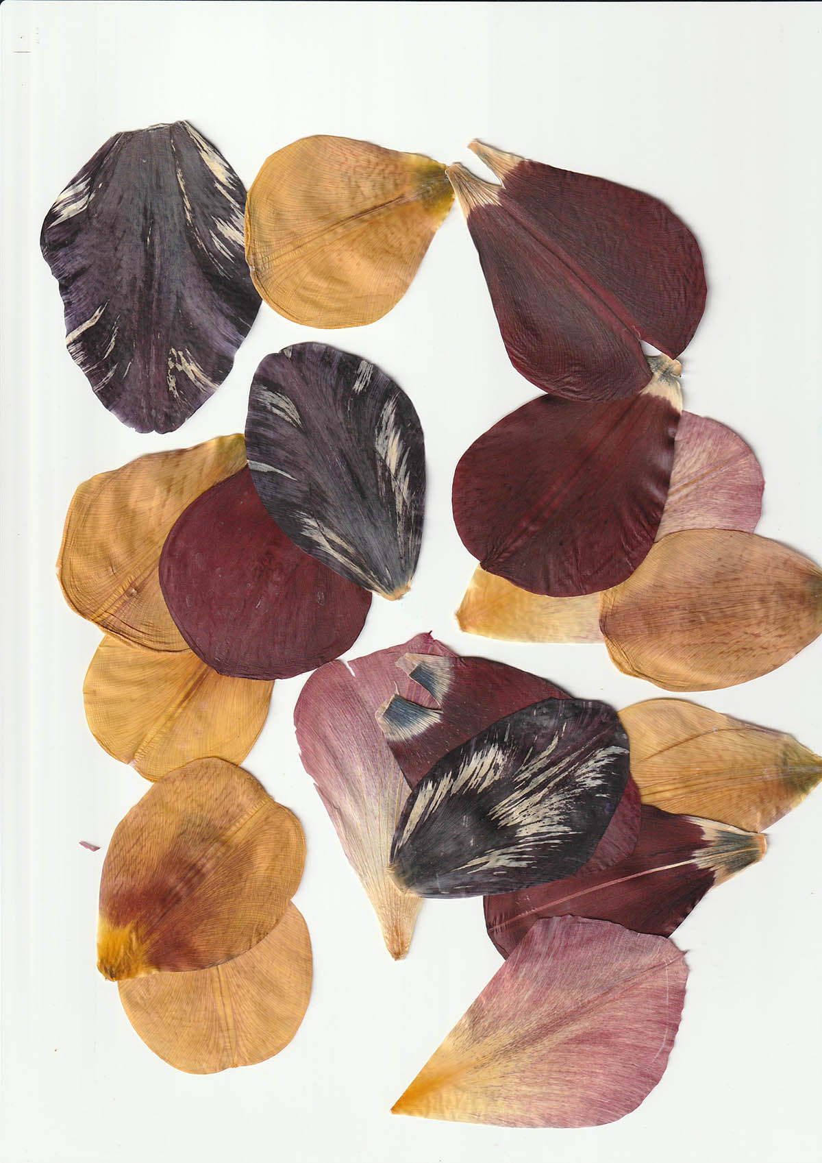 LAURENZ Space: tulip petals from Jennifer Tee’s studio, 2026.