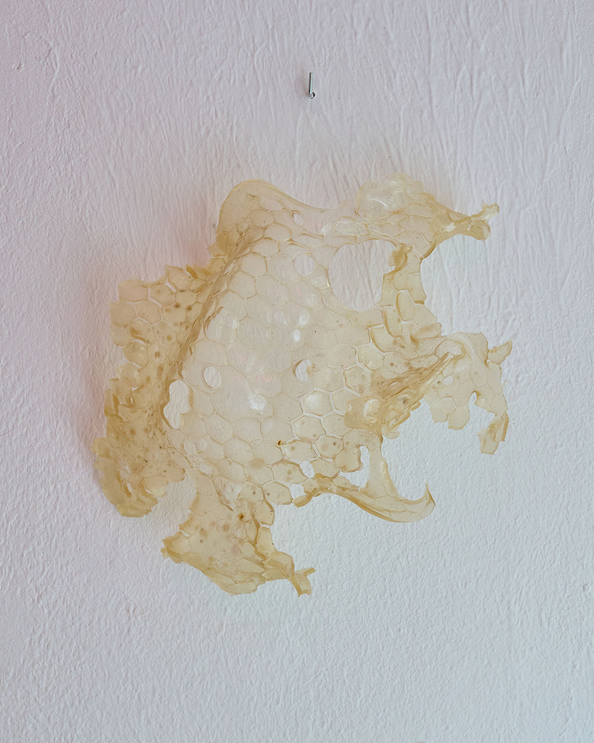 Exhibition view: Fishy Business. Hydromorphologies and Wetware, curated by Carmen Lael Hines and Lisa Jaeger, WAF.