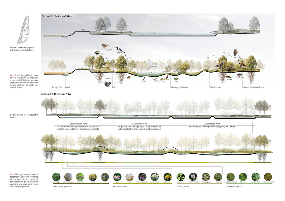 Restored Wetland before and after sections © Jie Han