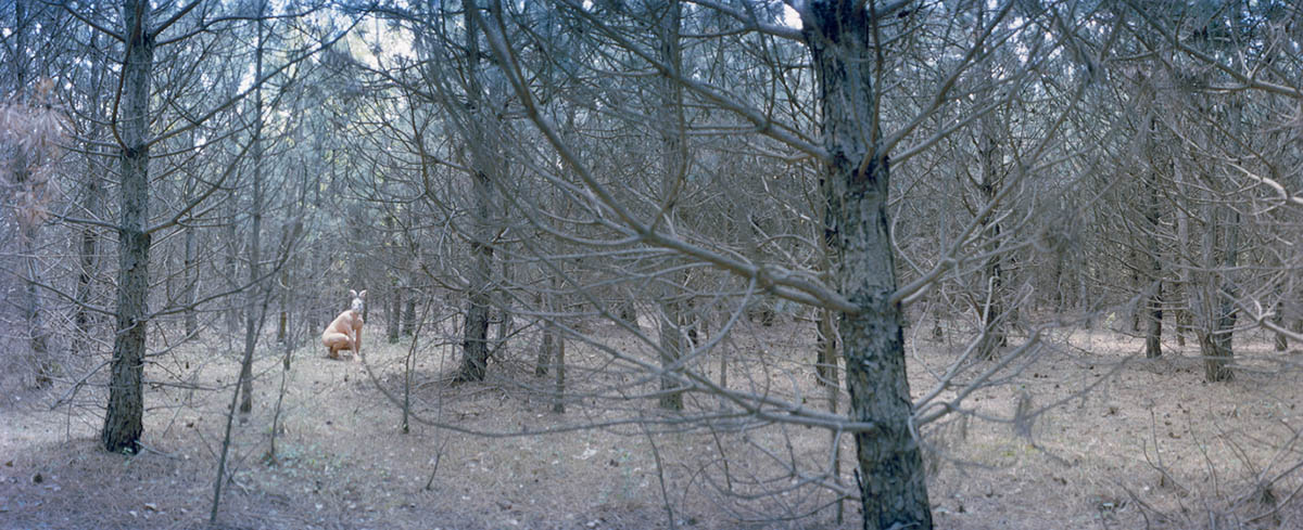 5364_17_hase, 2008! aus der Serie „tragödien“! analoge Panoramafotografie mit gekochtem Film! ! © marko zink! ! Assistenz: Gerd Franz Josef Winkler!