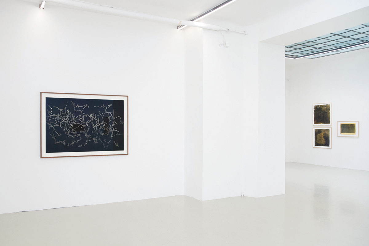 Exhibition view: Maximilian Prüfer: NEBENLINIEN- 15 Jahre Naturantypie, Galerie Kandlhofer
