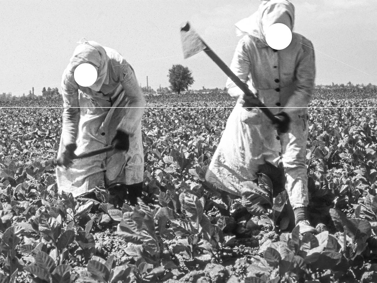 Ramona Schacht, Untitled (detail) “Hoeing, weeding, and hoeing again and again. This is the ceaseless, painstaking work of tobacco farmers, just as it is the work of our German winegrowers.” (Narration) Still from the commissioned film *The World of Tobacco*, 1954/55, Alfred Ehrhardt Foundation, Berlin, from the tableau *Bent Bodies*, within the series *Photography’s Claim to Property*. Images commissioned by Reemtsma 2026 © Ramona Schacht