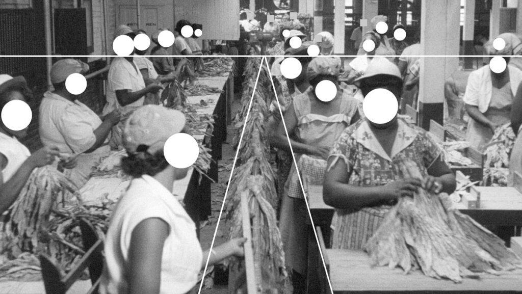 Ramona Schacht o. T. (Detail) „Sie werden wieder auf Holzstangen gehängt und auf der ‚hanging line‘ zur Redrying - Maschine transportiert.“ (Sprechertext) Einzelbild aus dem Auftragsfilm Die Welt des Tabaks , 1954/55, Alfred Ehrhardt Stiftung, Berlin aus dem Tableau Vorbestimmte Besetzung , innerhalb der Werkserie Photography's Claim to Property. Bilder im Auftrag Reemtsmas 2026 © Ramona Schacht