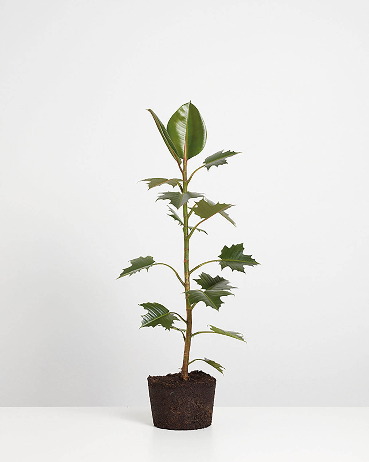 Cultivated Decorative Plant (Maple) 2012 – c-print 120x90cm