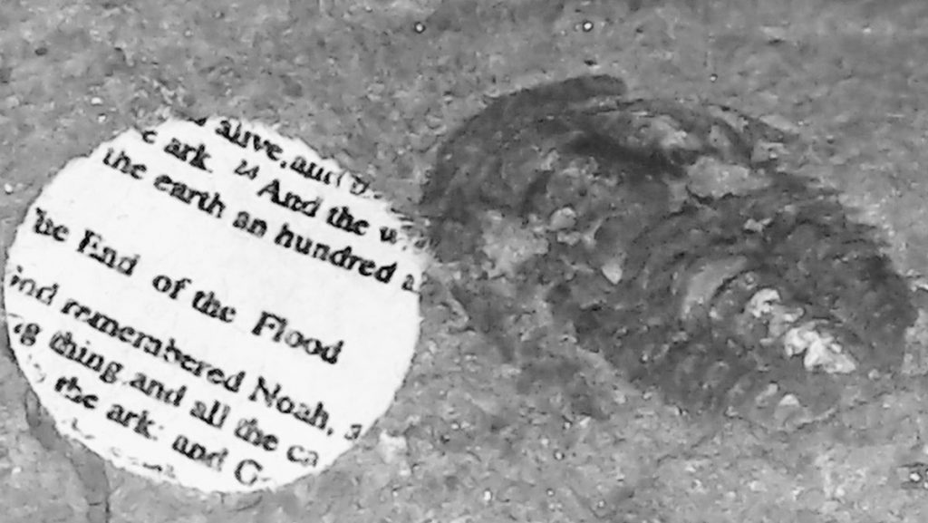 The end of the Flood, 2020, Video still from digital microscope, trilobite fossil, 4 x 7 mm, 500 million years old, miniaturized Genesis fragment, 5 mm