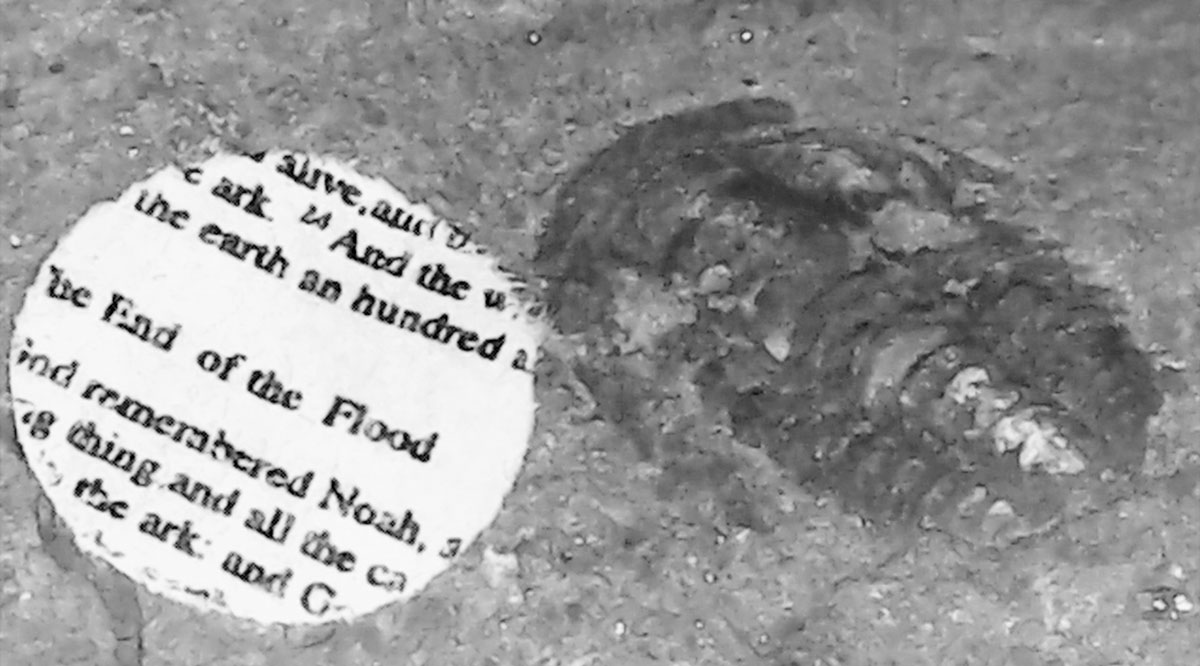 The end of the Flood, 2020, Video still from digital microscope, trilobite fossil, 4 x 7 mm, 500 million years old, miniaturized Genesis fragment, 5 mm