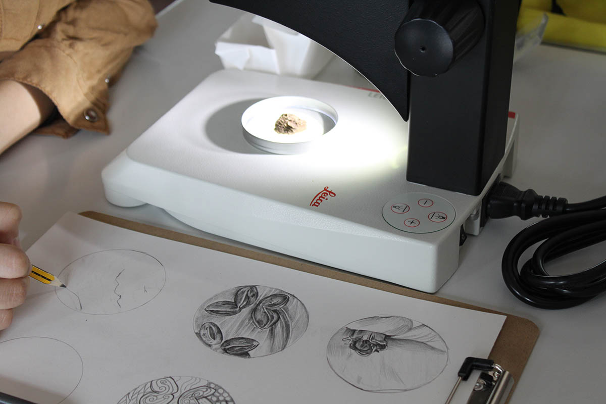 Observing and drawing under the microscope