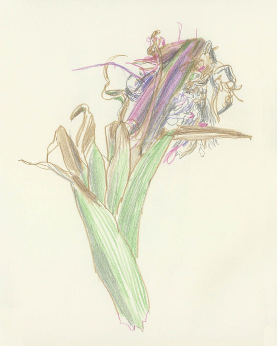 Kerstin Hille, Spring 2025, colored pencil and graphite, 19 x 25 cm