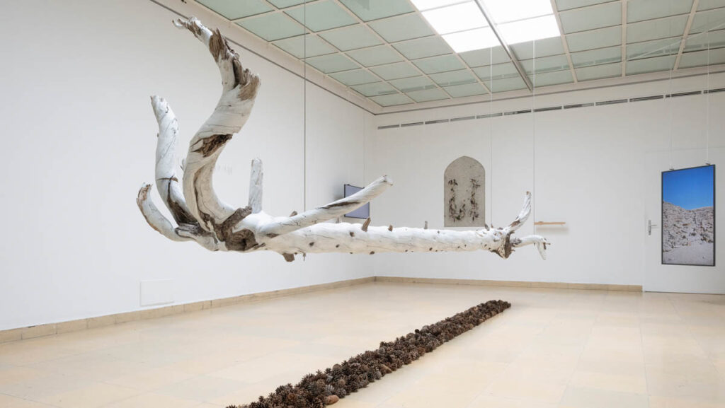 Ausstellungsansicht The Secret Life of Plants and Trees mit Arbeiten von Agil Abdullayev, Kunstpavillon 2024. Foto: Daniel Jarosch